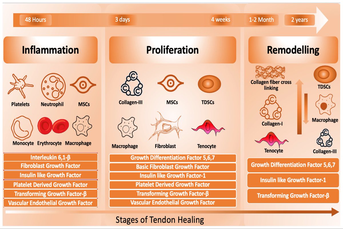 Stages of tendon healing👇🏼

Three primary stages of tendon healing: 
✅inflammation (~48h)
✅proliferation (3 - 4 weeks)
✅remodeling (12months - 2 years) 

#tendon 

mdpi.com/1422-0067/25/2…