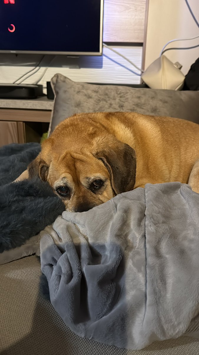 Pippa puggle tweet media