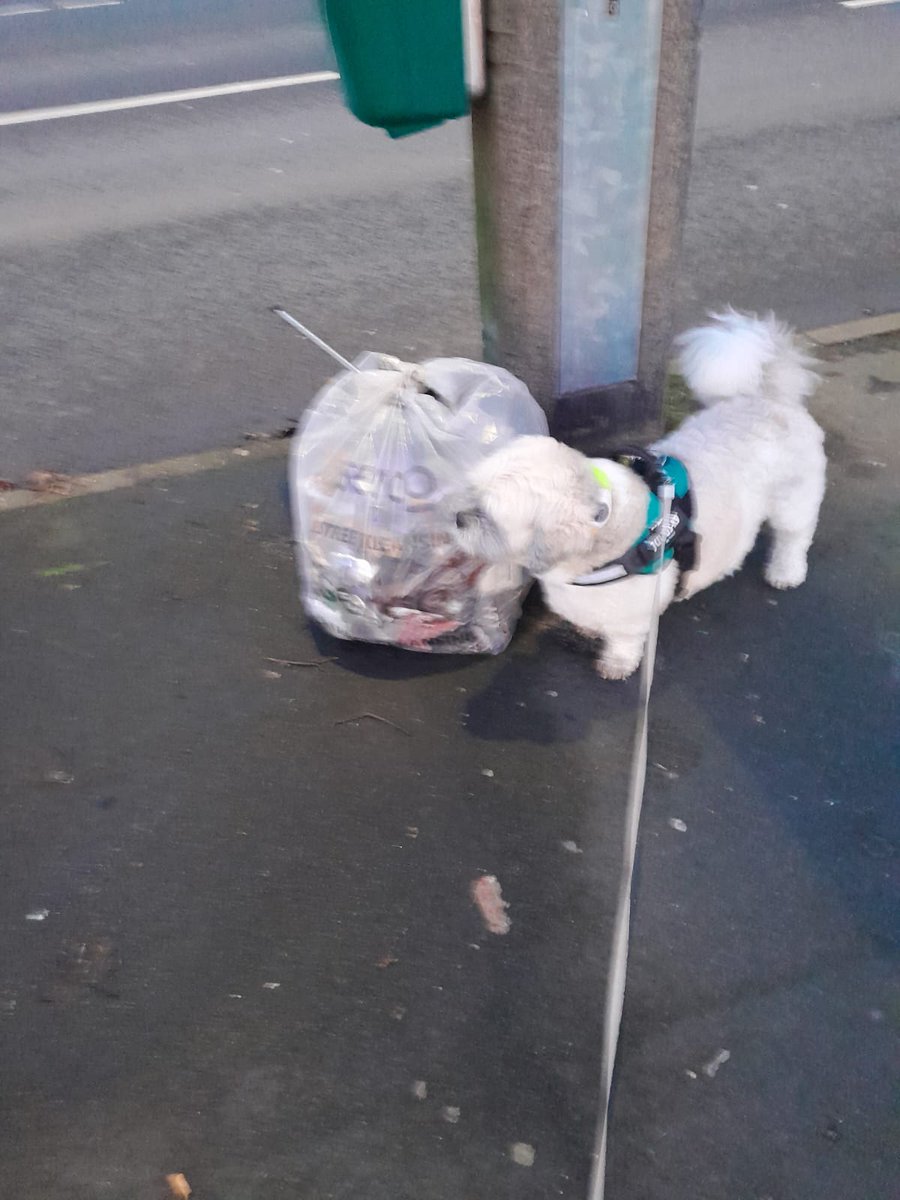 Litterwatch1's tweet image. The Hamstead Dream Team (Kay, Geoff &amp;amp; Gizmo) just finished a busy afternoon of "Step-Litter-Walking."
​The goal: 10k steps. The result: 4 bags of rubbish, 3 tired sets of legs, and one very confused dog who thinks we’re collecting trophies.
#sandwell #volunteers #dogwalking