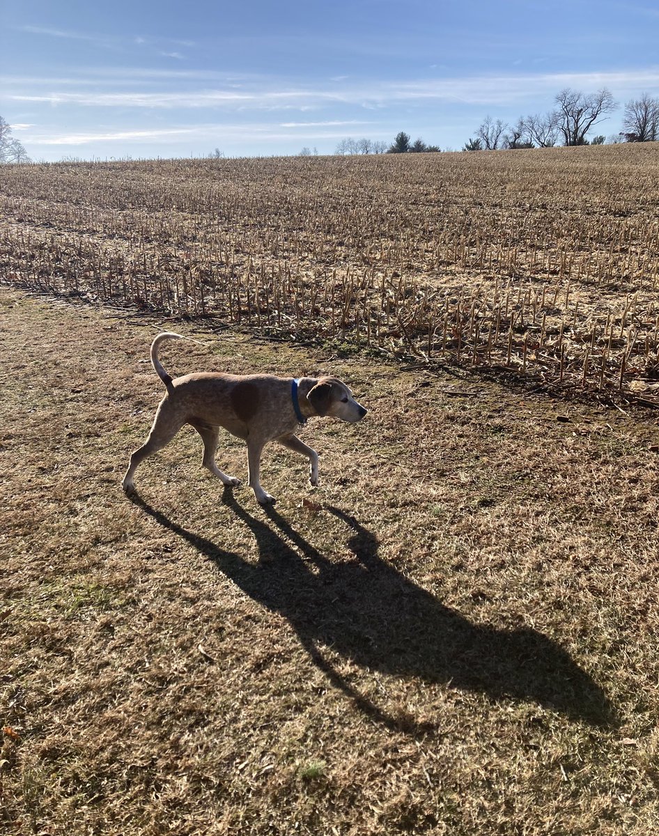 strollingwalker's tweet image. My parents' majestic hound.