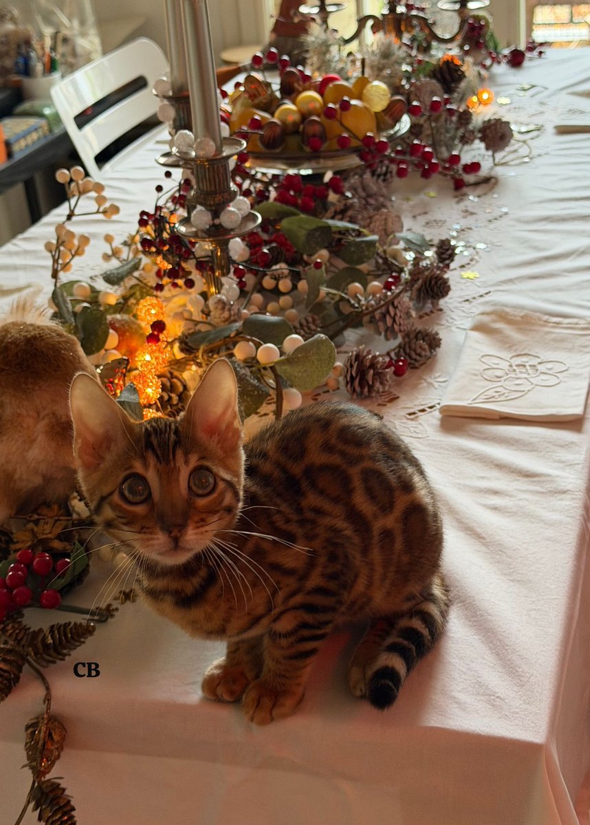 « C’est la fête 🥳😻😹… »