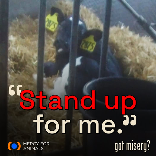 If you start by having at least one meat free day a week you WIIL make a difference. Think about it. It is a matter of life.