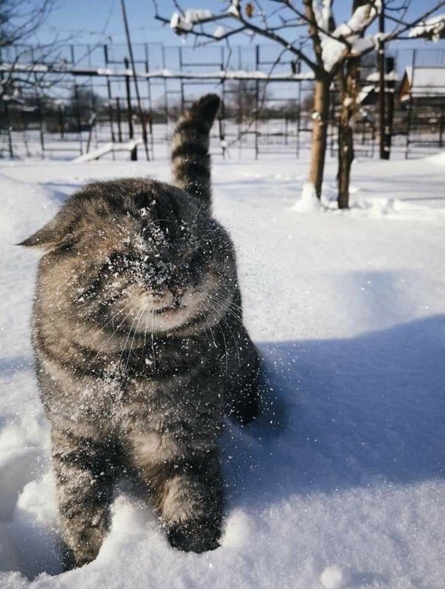 PostsOfCats's tweet image. someone threw a snowball at him 😔