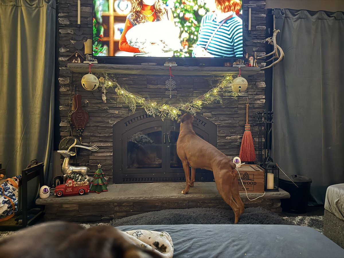 Luna last night was thinking hmmm, let me check this out and see if this is something I can play with… 

#boxerpuppy #boxerdogs #boxerlife 
#boxerlovers #boxersrock #boxersoftwitter #boxerdogsoftwitter #dogsoftwitter #dogsofx