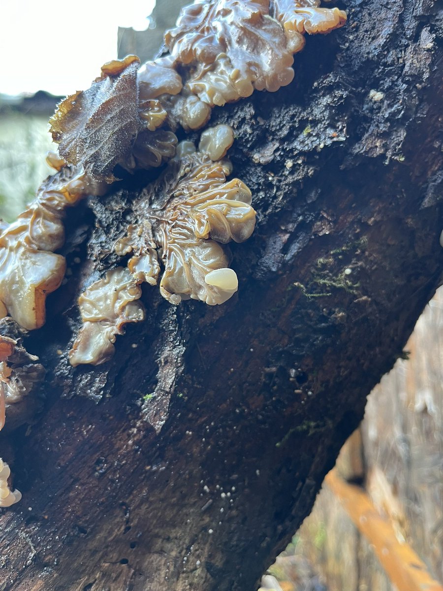 PaulDMasters's tweet image. Auricularia mesenterica, Tripe Fungus (I think), on a log at Sharpness this morning #Glosfungus