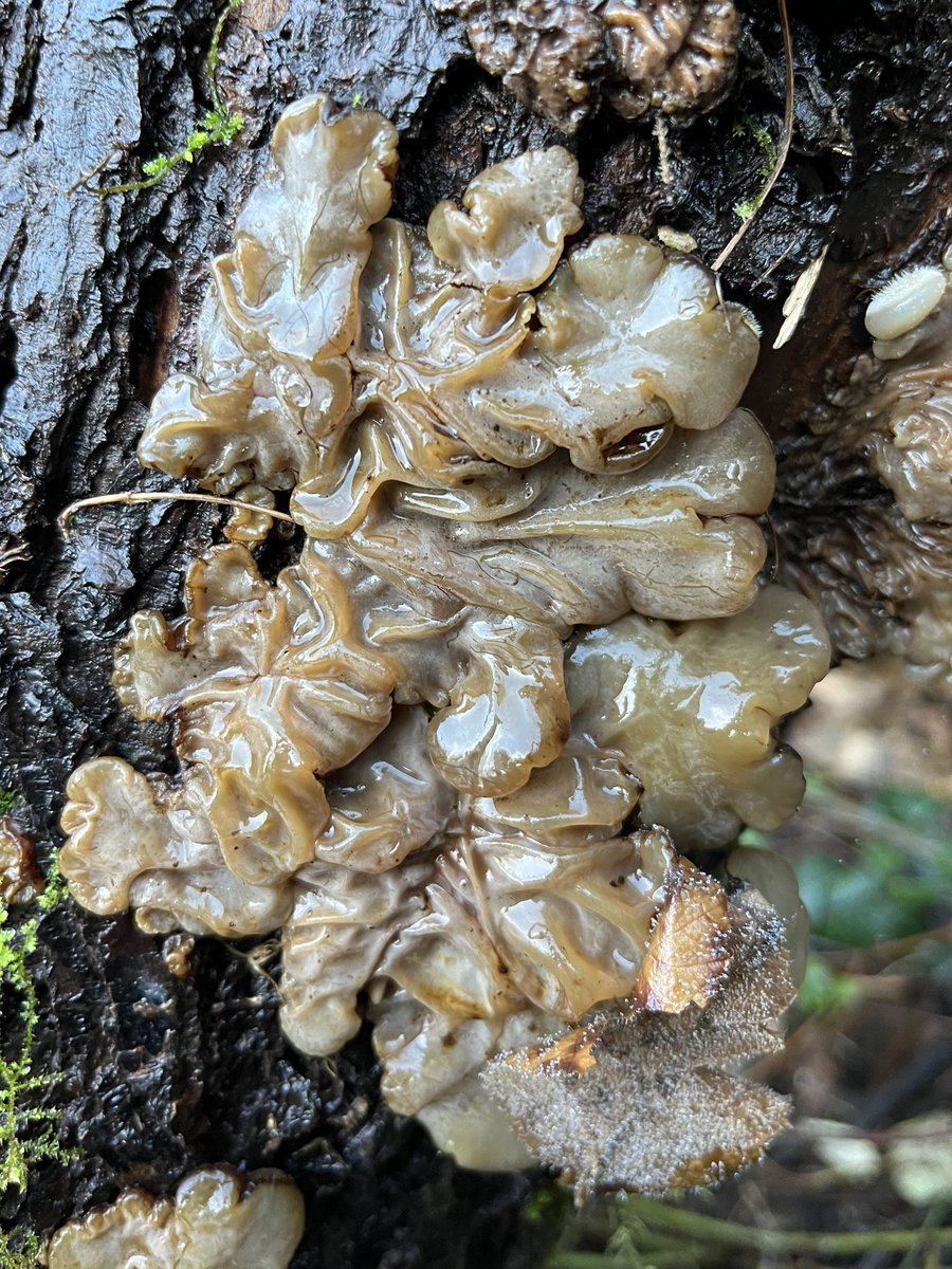 PaulDMasters's tweet image. Auricularia mesenterica, Tripe Fungus (I think), on a log at Sharpness this morning #Glosfungus