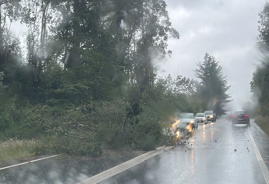 🔴AHORA | Caída de árbol en el sector Casablanca camino a Valdivia

Precaución a los conductores, una pista habilitada para el tránsito.

#LosRios #ValdiviaCL