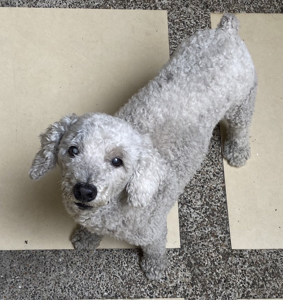 AlertaMePerdi's tweet photo. #PERDIDO #GUAYAQUIL
Nombre: #ROCKY
Fecha: 19/12/25
Sector: Norte, Garzota 3era. etapa Mz. 86
Sexo: Macho
Raza: French
Obsv.: Lanudo, color blanco, largo, es cieguito de un ojo
Contacto: 0939046933-0996108220
¡Ayúdalo a volver con su familia!
#AlertaMePerdí https://t.co/wG1q2qS4aR
