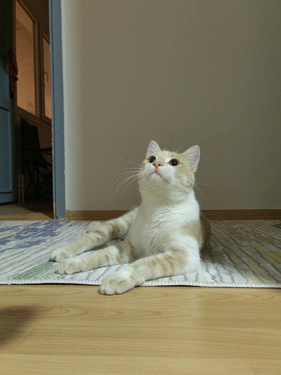 pamukvsq7's tweet image. YUVA💫
Bu çocuğumu kimse sormadı. Ara sıra eve alıp mama yedirip fotoğraflarını çekip biraz dinlendirip bahçeye bırakıyorum ama havalar iyiden iyiye soğudu, bu çocuk ev kedisi. 2 doz karma aşısını bir pati dostu karşıladı. Belediyede kısırlaştırıcam da yakın zamanda, erkek
İzmir