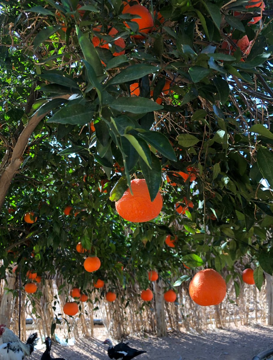 دائمًا سَلْمى tweet media