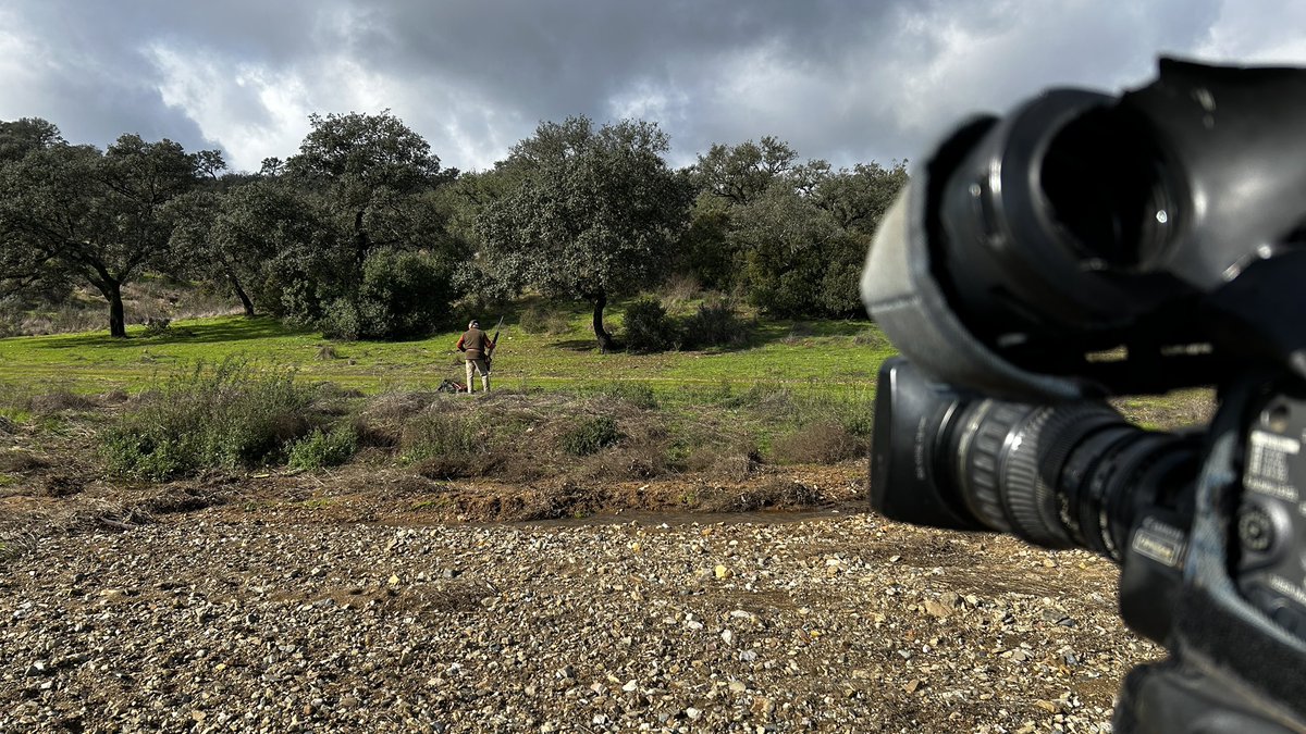 Hoy hemos grabado un ojeo en la sierra, en La Rejaquera, en Villanueva de Río y Minas (Sevilla), finca que gestiona Joaquín Moya Herrera, buen conocedor del oficio. El día ha sido fantástico para cazar, el ambiente inmejorable y las perdices han propiciado bonitos lances