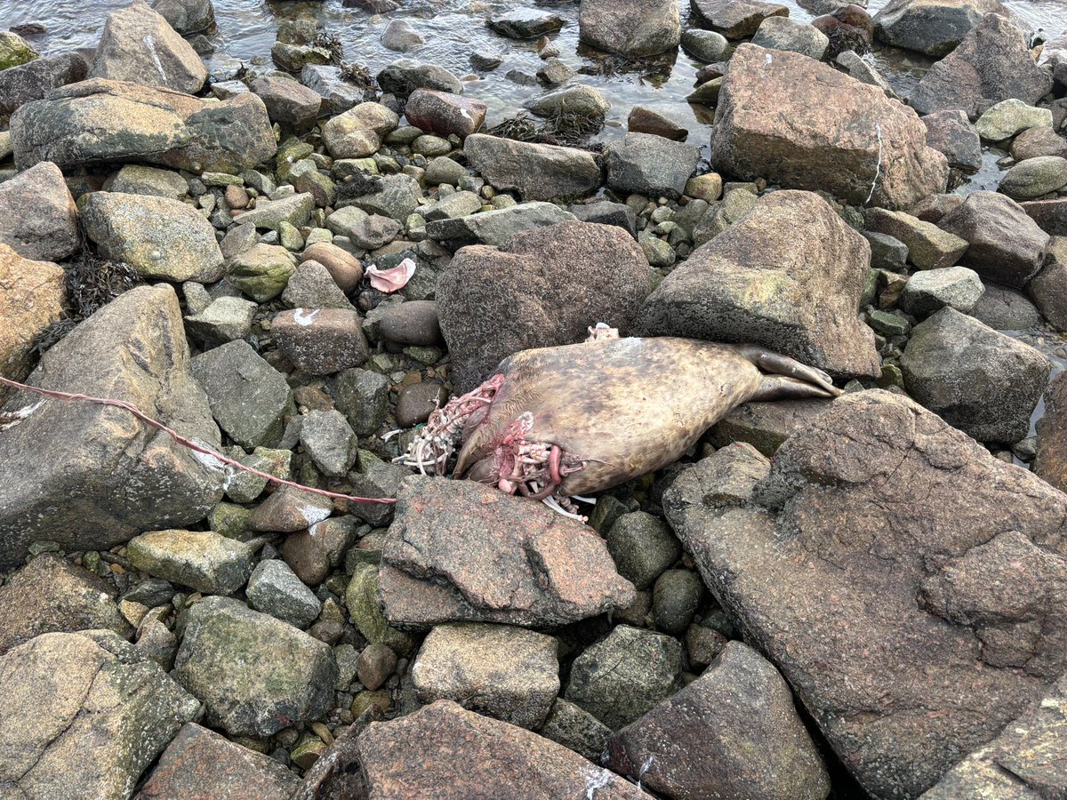 pomskua's tweet photo. Nice to see a Glaucous Gull today in Spiddal, Galway, a scarce winter visitor from its summer breeding grounds in the high arctic, attracted ashore to feeding on a seal carcase https://t.co/uJEsEO33zd