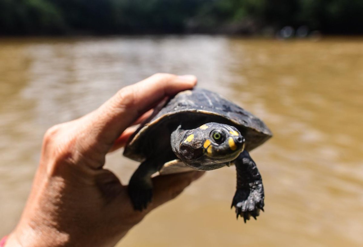 MEF_Peru's tweet image. #Loreto 🌿🐢 | Un nuevo hito para la Amazonía
En Iquitos se culminó la primera fase del primer proyecto ecológico sostenible vía Obras por Impuestos, orientado a la conservación de la taricaya. La jornada incluyó la liberación de 105 mil ejemplares y contó con la participación de