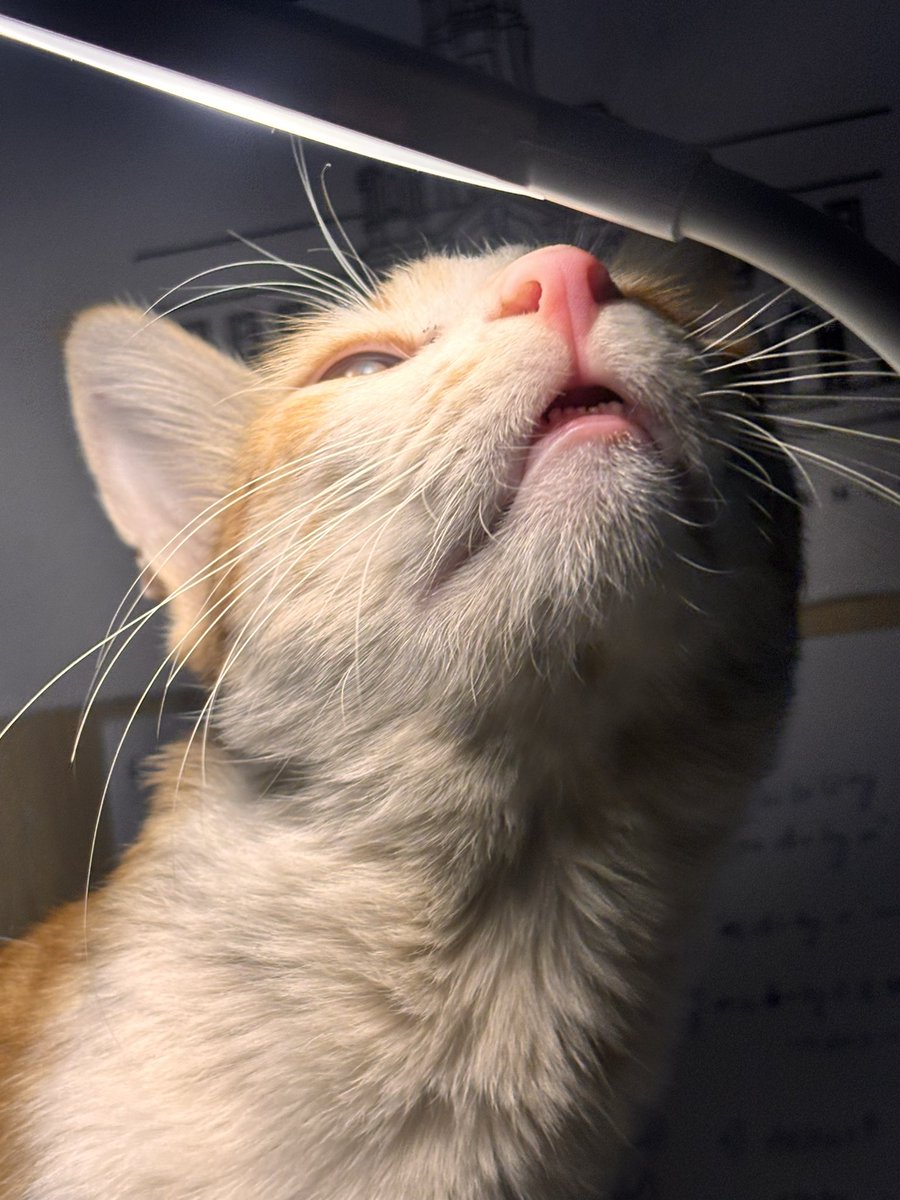roggieAF's tweet image. Mr muffin inspecting my new study lamp. He says it’s purrfect