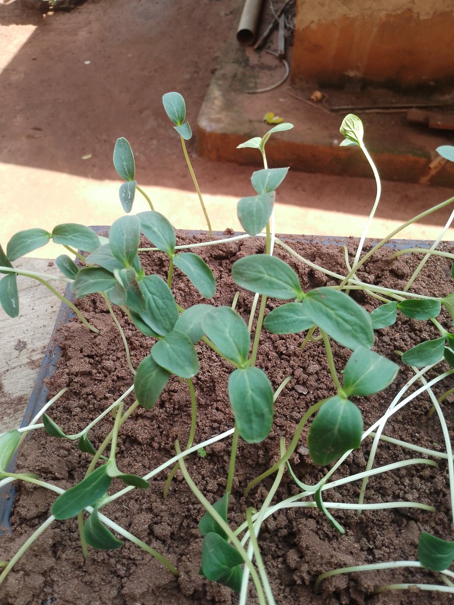 Day 9

I brought them out for partial sunshine

At day 7 some seedlings are still sprouting out, out of 100 seedlings 83 germinated 

I think I didn't put the seedling deep enough and small breeze they fall

E showed me shege