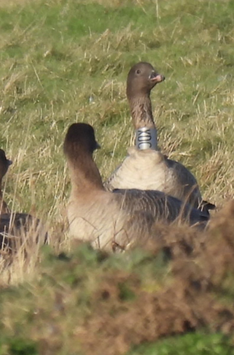 PaulGreenWire's tweet photo. A Blue Sky day at Cley ,Norfolk just to enjoy the Geese. The sound of thousands of Pink Feet is something very special. @KaneBrides @Vaasetter #cleybirds #norfolkbirds #pinkfootedgoose https://t.co/d5WHzzqKv8