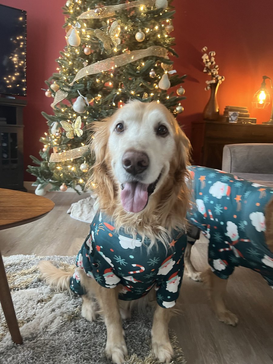 RayGoAway's tweet image. Christmas Pupdate: his 10th Christmas :)