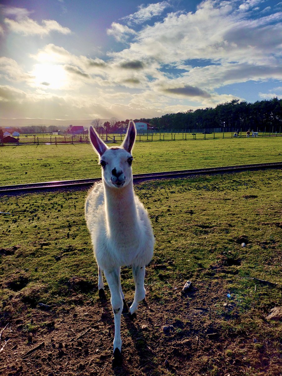 RayFrench15's tweet image. Animals of Scotland A-Z 🏴󠁧󠁢󠁳󠁣󠁴󠁿
R  - the Rama Lama Ding Dong.  John Muir Country Park