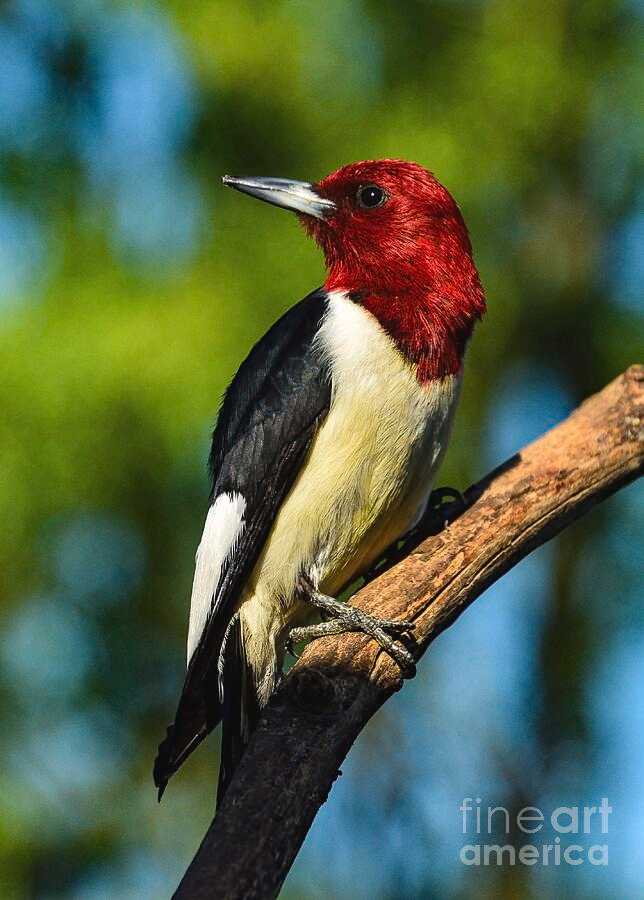 ampomata's tweet photo. "Red-Headed Woodpecker's Perfection", a stunning photo by Cindy Treger.

You can check it out here: https://t.co/HPNuuoh1xS https://t.co/QeGBtqdN0X