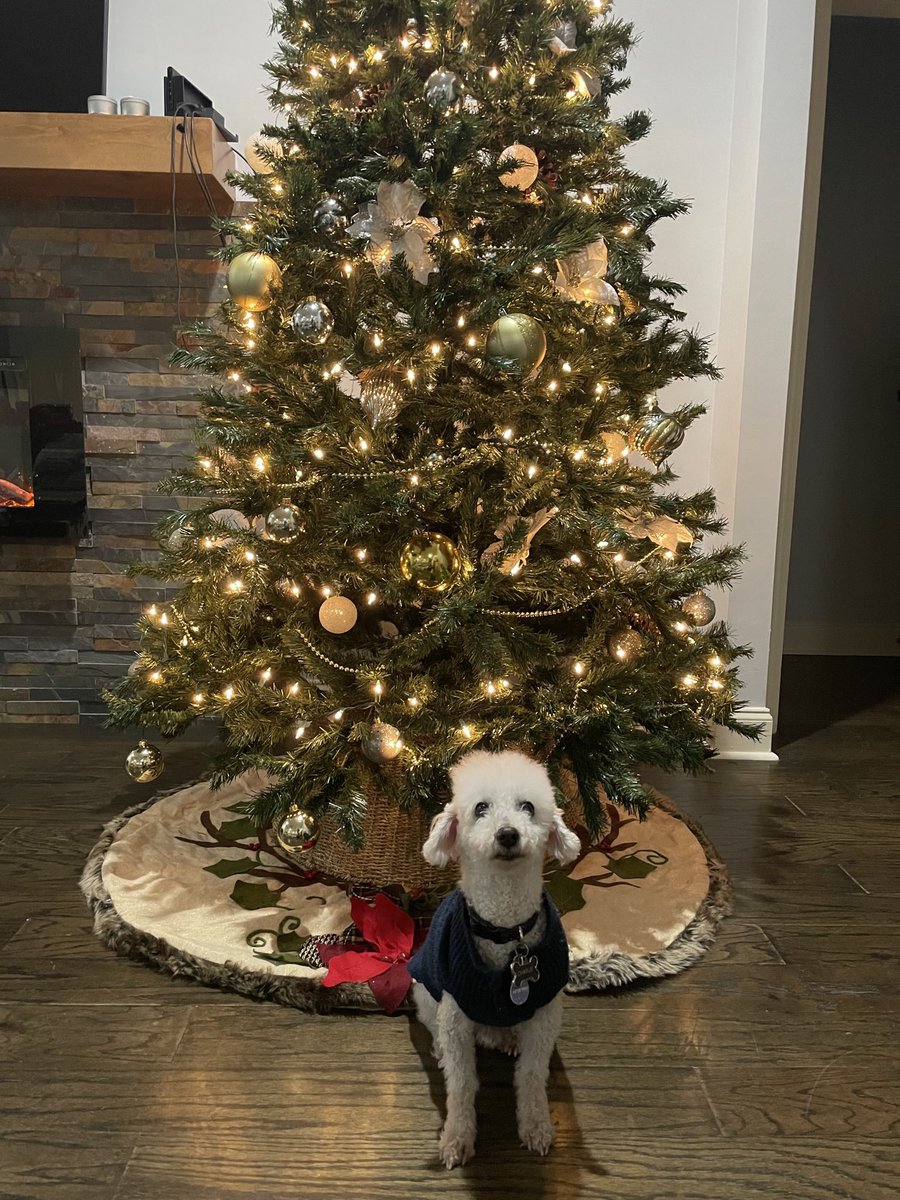 Dojin’s Display Name tweet media