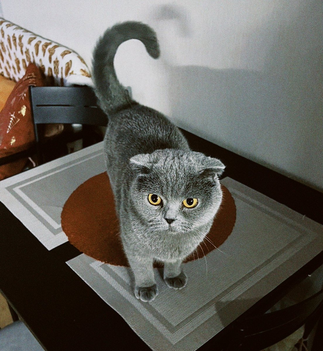 Лу прийшла агрєсівно вимагать донати, краще не зліть її😏❤️