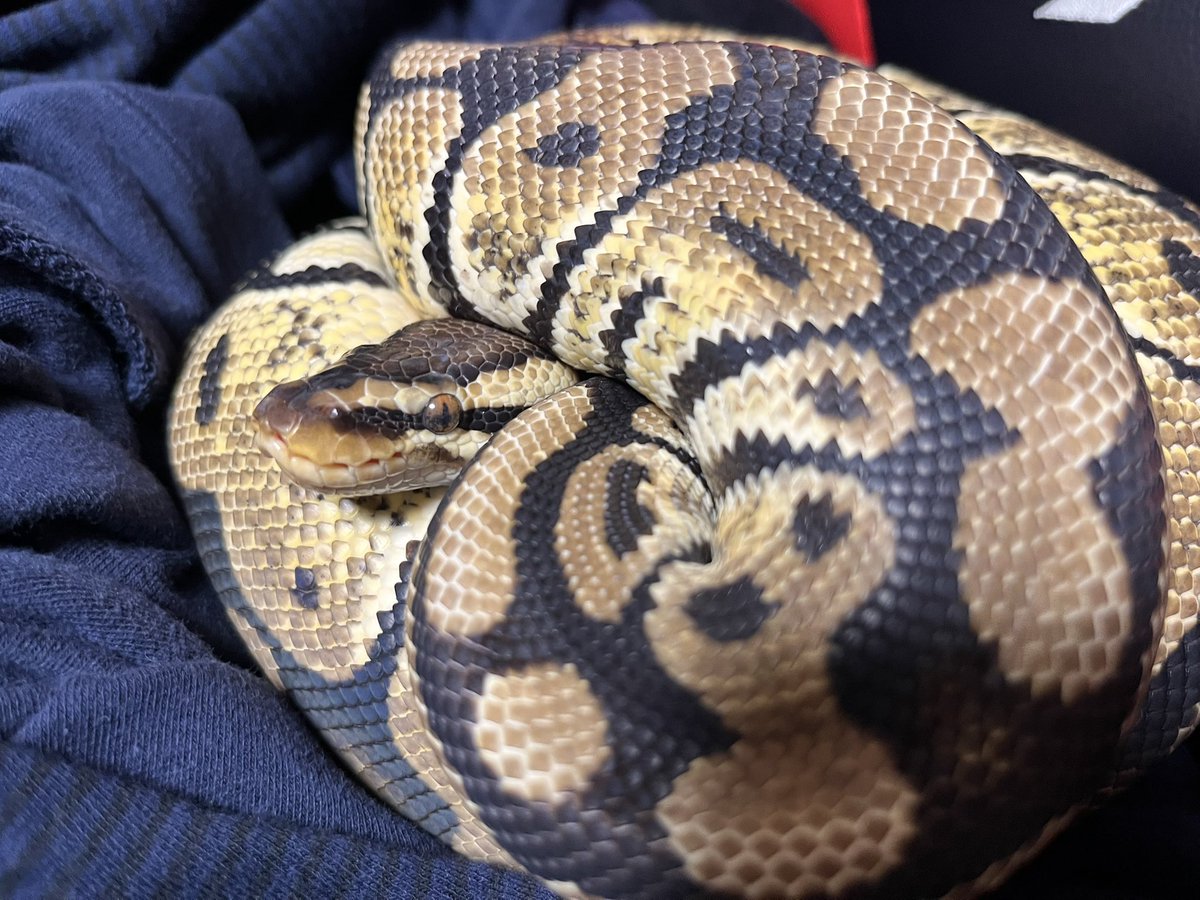 kanu_oboro1208's tweet image. かわいいねえ🐍💕

#ボールパイソン #パステル #ballpython #爬虫類 #ボールパイソン好きと仲良くなりたい #ボール