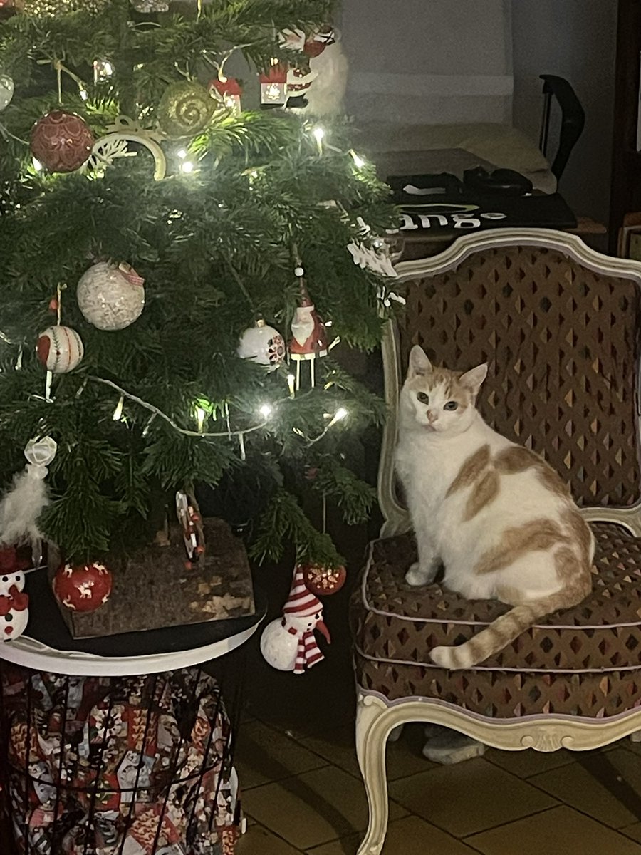 LesCatounets's tweet image. Les popains, les popines,

On est déjà nombreux•es, on a des bienfaiteur•ices masqué•es,

On attend plus que vous !!

Viendez participer au #SecretSanta des potits animaux, le #SecrwetSanta !

C’est la magie de Nowel que Zelda elle va vous spliquer :