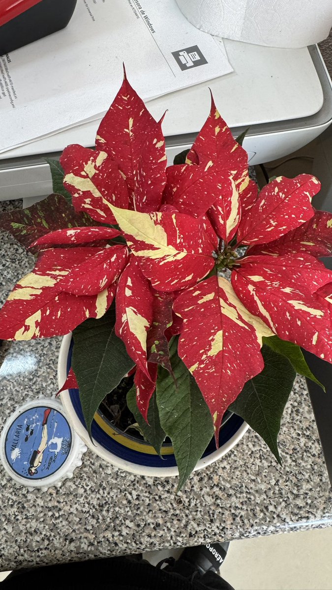 DeInterios's tweet image. Este 24 de diciembre tendremos descuentos desde 20, 30 y 50 %  estará abierto hasta las 8:00 pm. 
"FELIZ NAVIDAD"