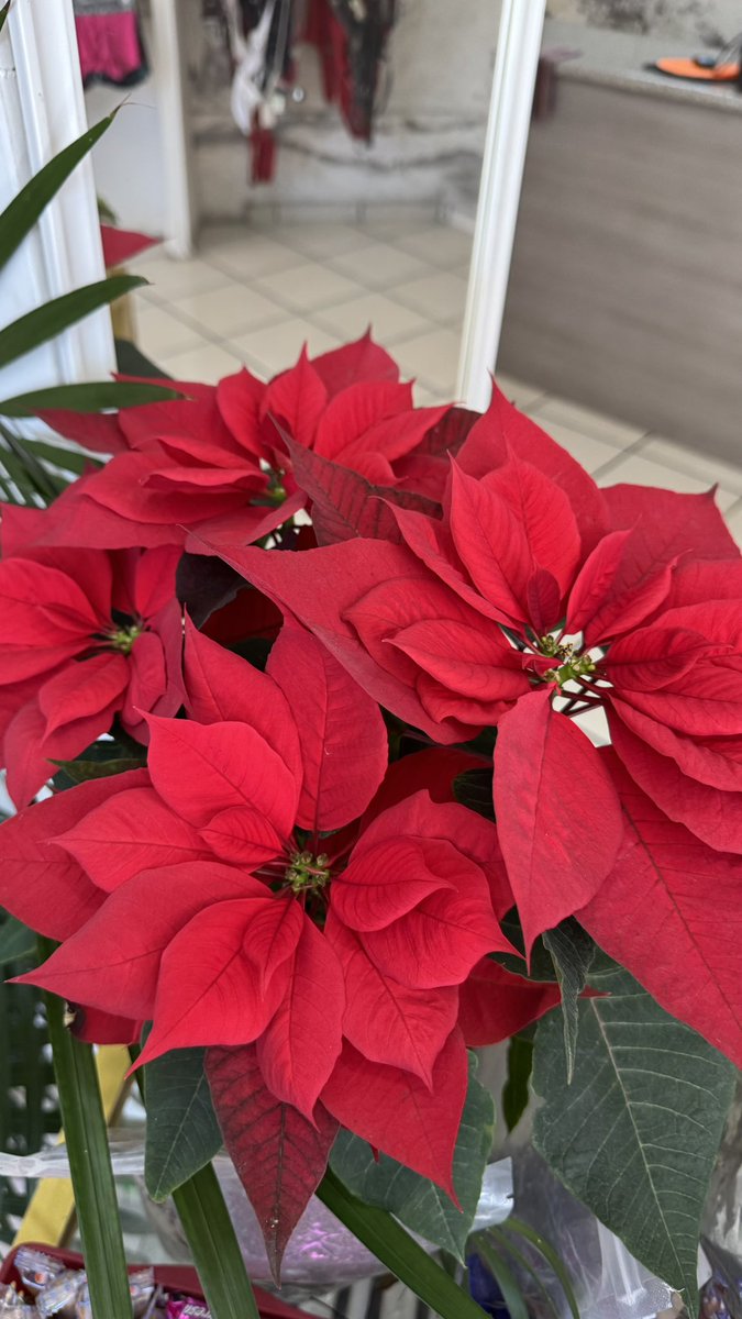 DeInterios's tweet image. Este 24 de diciembre tendremos descuentos desde 20, 30 y 50 %  estará abierto hasta las 8:00 pm. 
"FELIZ NAVIDAD"