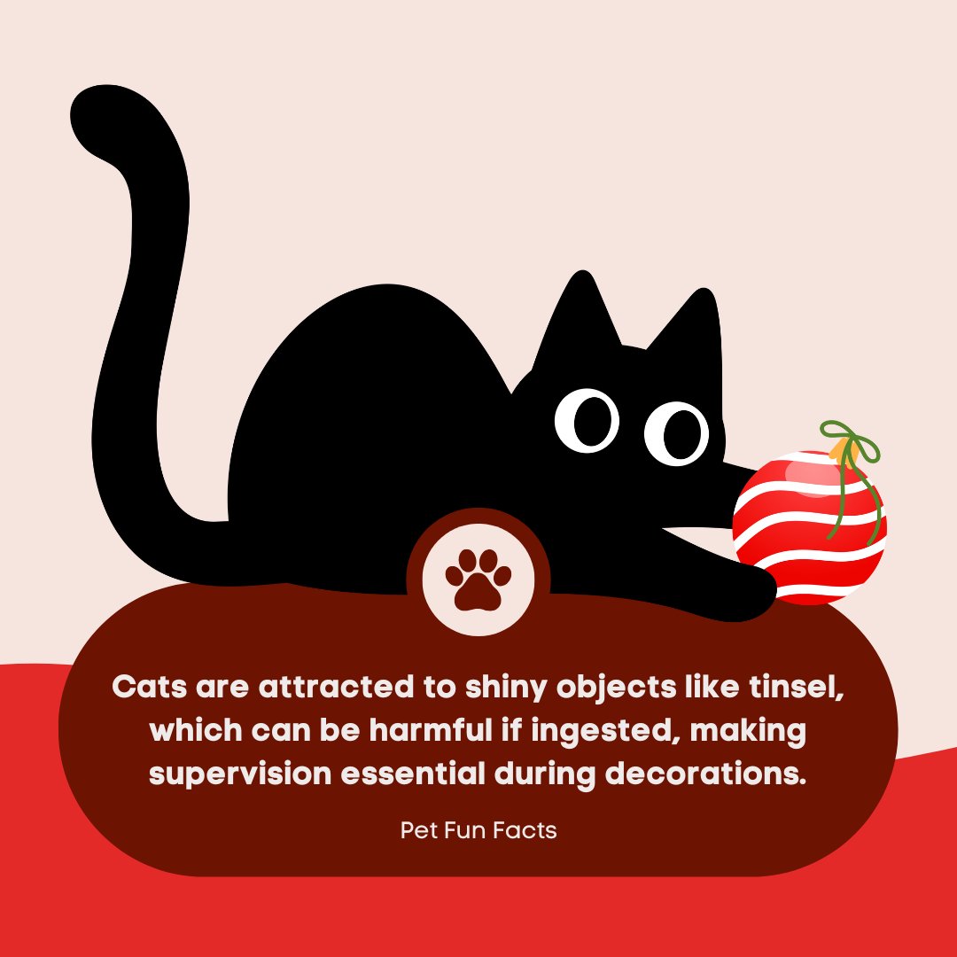 pleasanthill_ah's tweet image. Shiny decorations can be captivating for cats, and keeping them safe is a top priority. Make sure cat-proofing is part of your holiday setup. 🐾🎄🎁 #PetWellness #HolidayPets #CatOwners