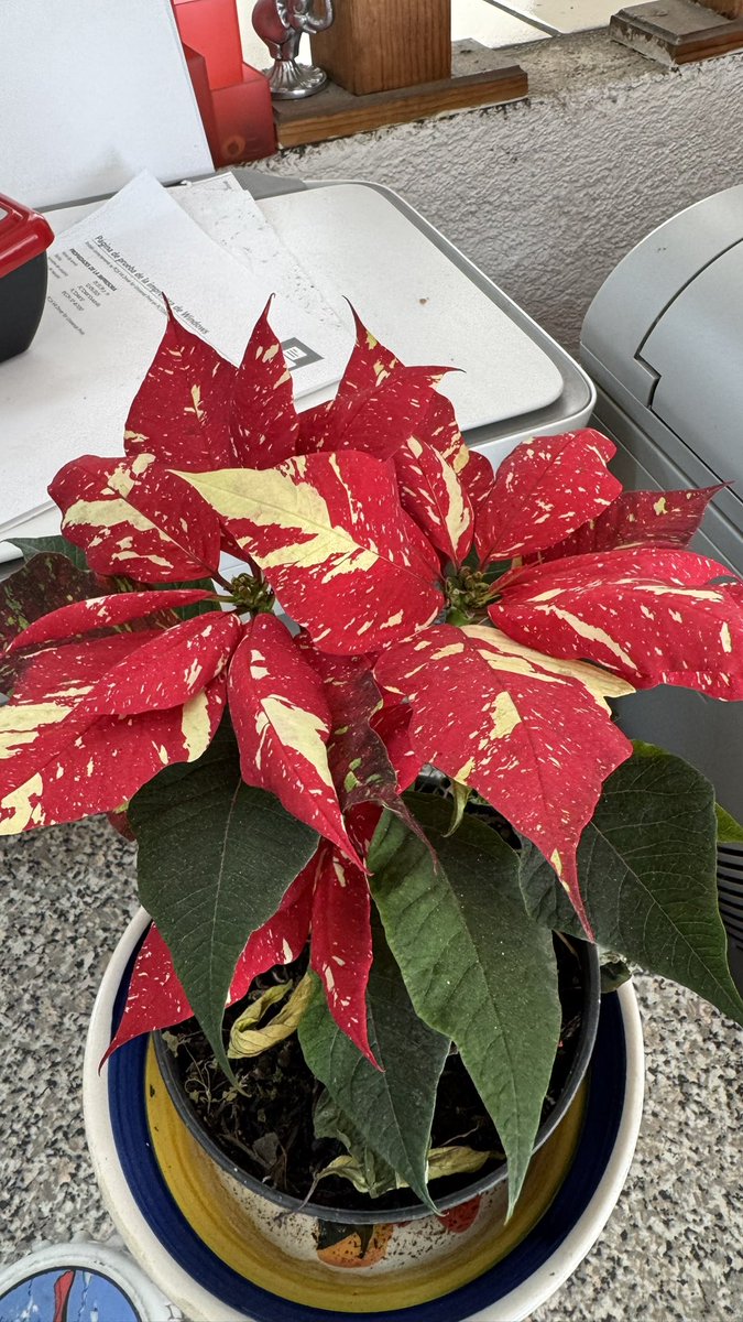 DeInterios's tweet image. Este 24 de diciembre tendremos descuentos desde 20, 30 y 50 %  estará abierto hasta las 8:00 pm. 
"FELIZ NAVIDAD"