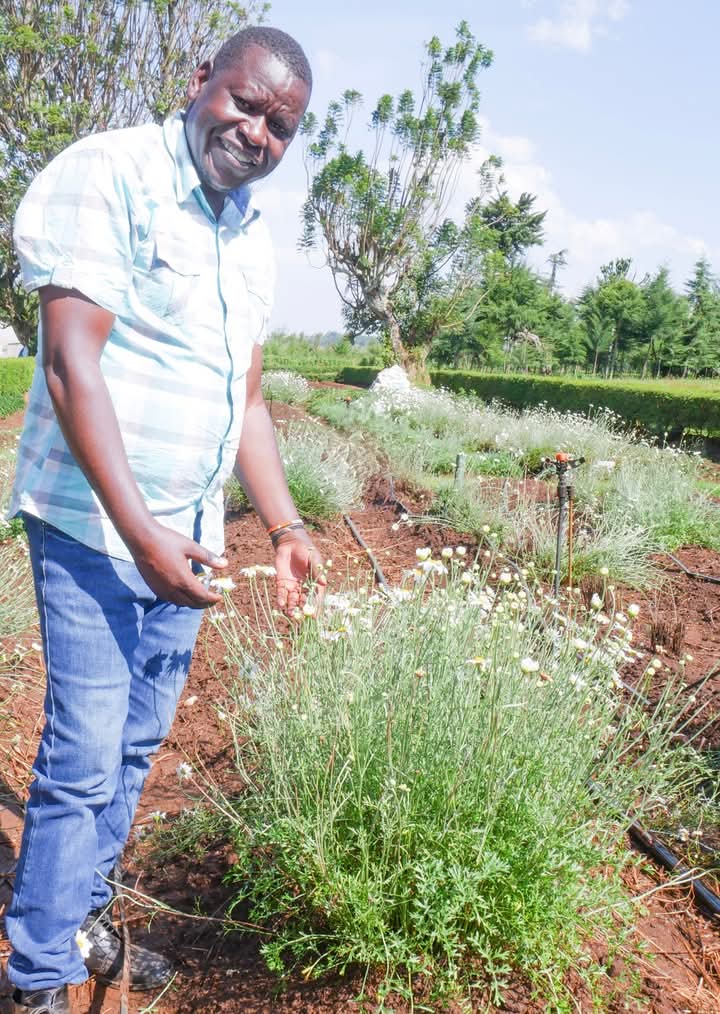 AbinchaWilfred's tweet photo. Pyrethrum: a natural pesticide that could reduce cancer risks from chemical residues on food. But it's an "orphan crop" – underfunded &amp; overlooked.

We need to invest in safer, natural solutions like this for our health &amp; food security.

#Pyrethrum  #CancerPrevention https://t.co/amoAP46xLZ
