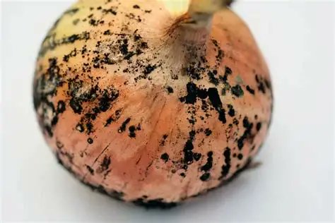 Advertencia sobre el hongo en las cebollas

Si usted observa manchas o polvillo negro en la superficie de sus cebollas, debe saber que no se trata simplemente de suciedad. Se encuentra ante la presencia de un hongo conocido como Aspergillus niger.

Este hongo produce sustancias