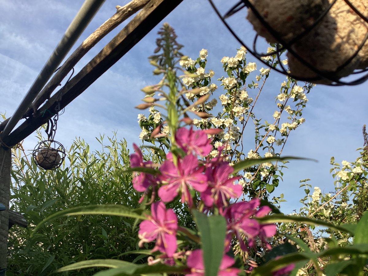 AntheaJames3's tweet image. #GoodnightTweetHearts sweet dreams when bedtime comes. Just a random spin found this from a lovely summers day 🥰 #SaturdayThoughts of #Summertime