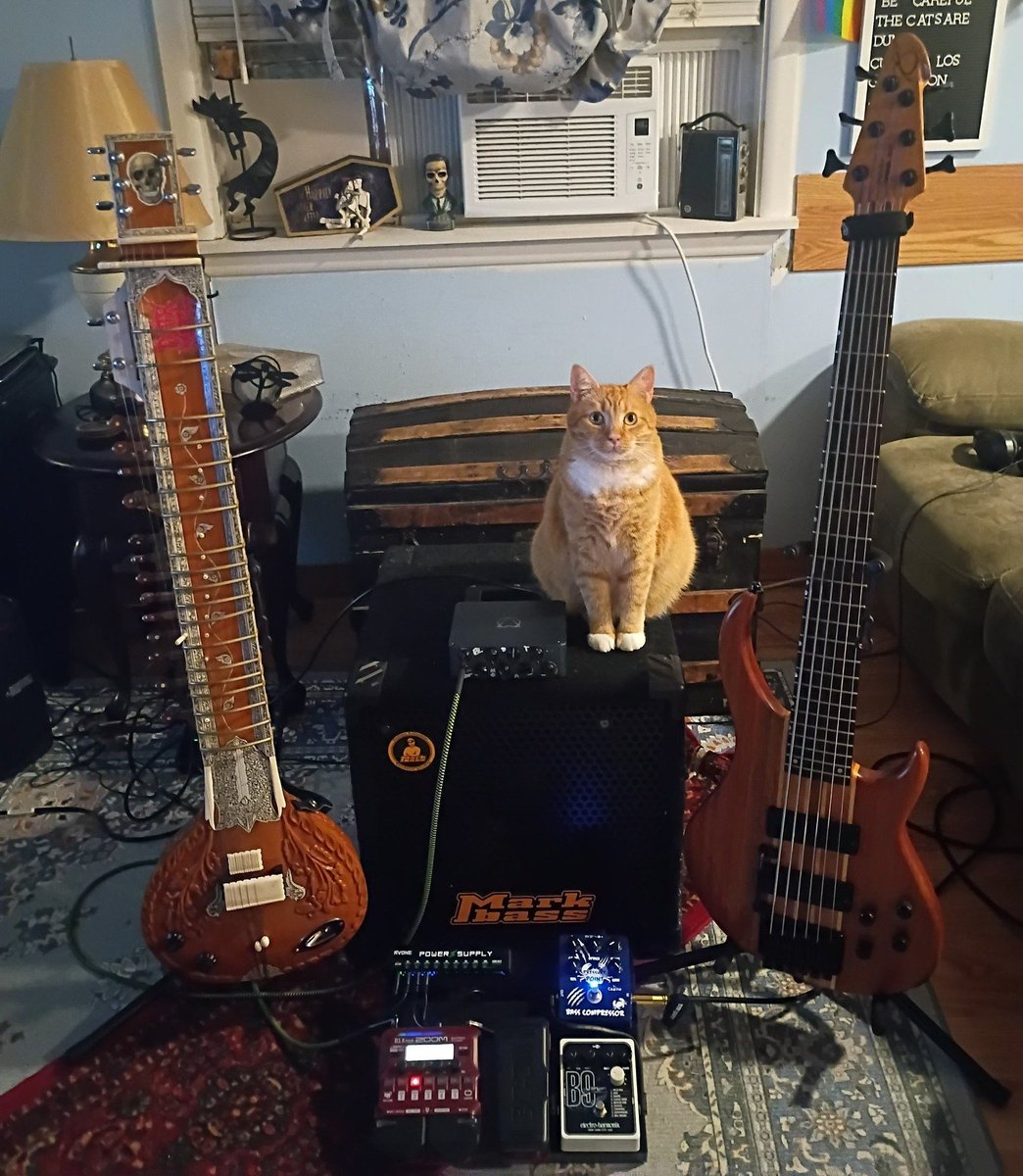 madbaldscotsman's tweet photo. Since we're still posting these, I stole this from my bass player's group from Facebook #catsonamps https://t.co/JZzB4vlMtH