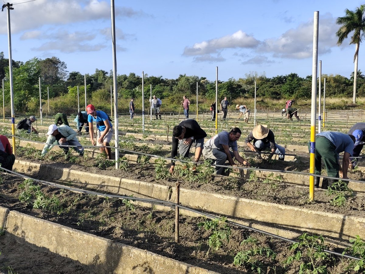 En saludo al 67 Aniversario del Triunfo de la Revolución, el 195 de la fundación de Nueva Gerona, y los #100AñosConFidel los trabajadores pineros realizaron un trabajo productivo en "La Celia" #IslaDeLaJuventud #SentirPinero