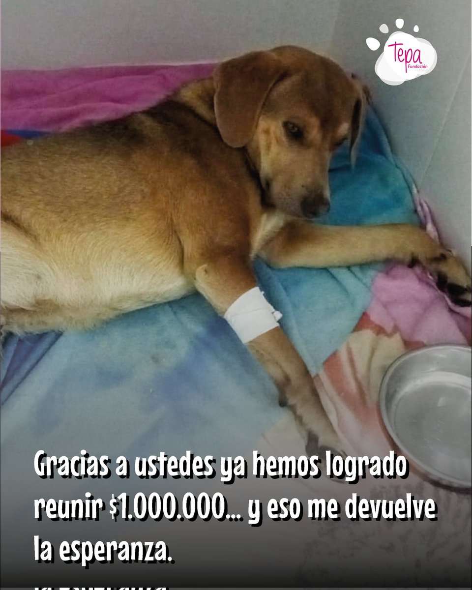 Trabajando En Pro De Los Animales. tweet media