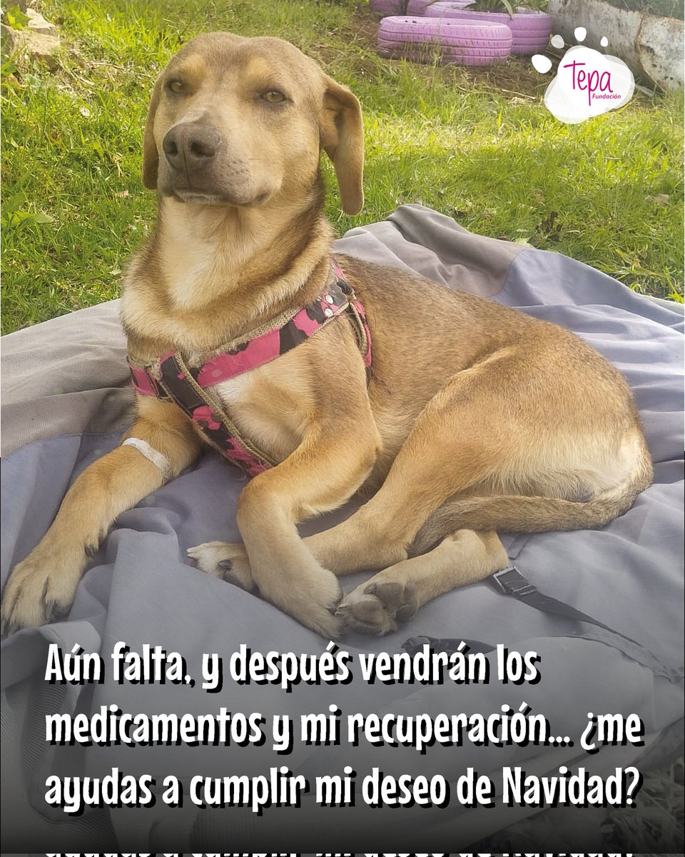 Trabajando En Pro De Los Animales. tweet media