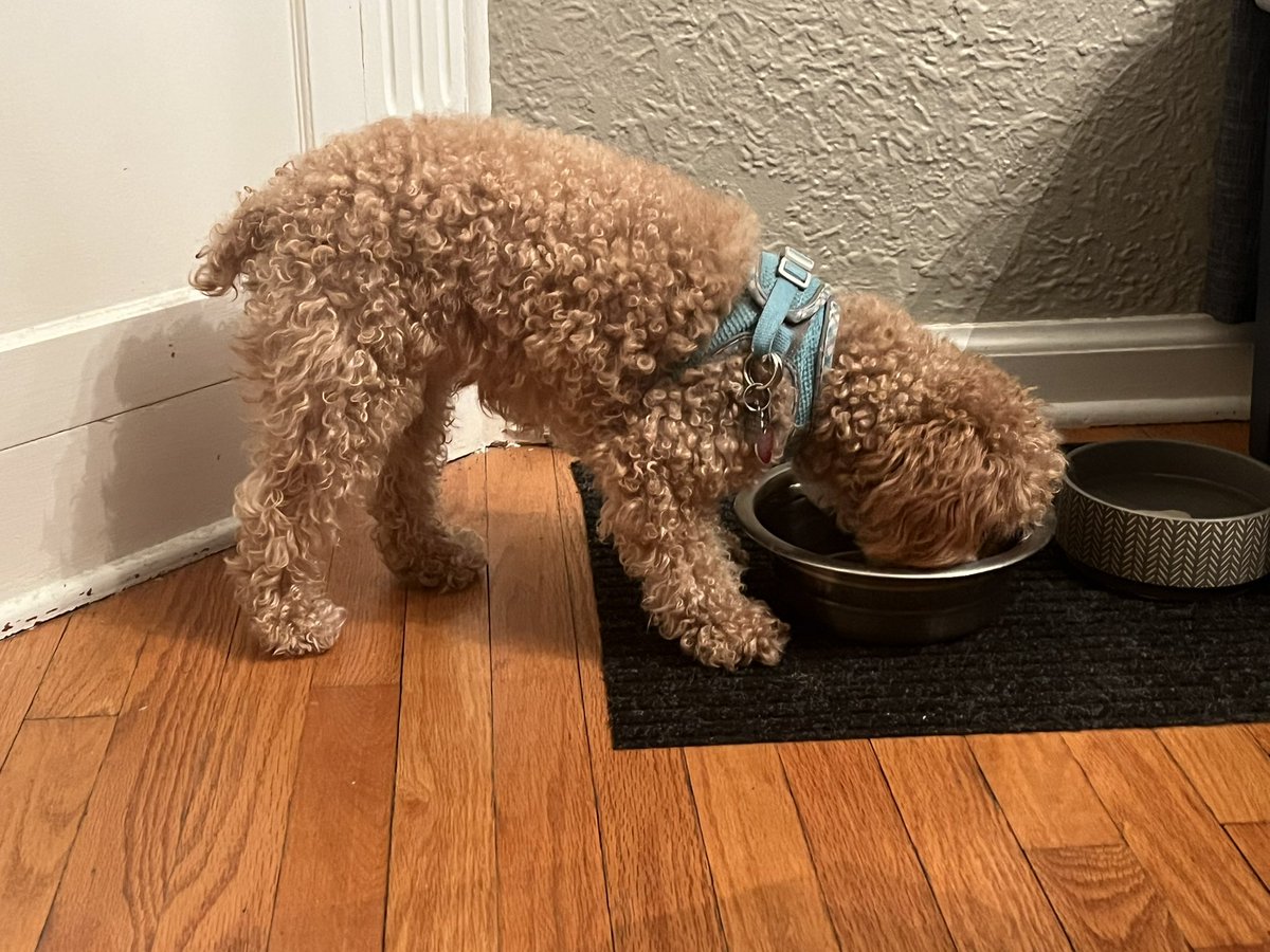 meekerpets's tweet photo. https://t.co/gYS3pR0v1S