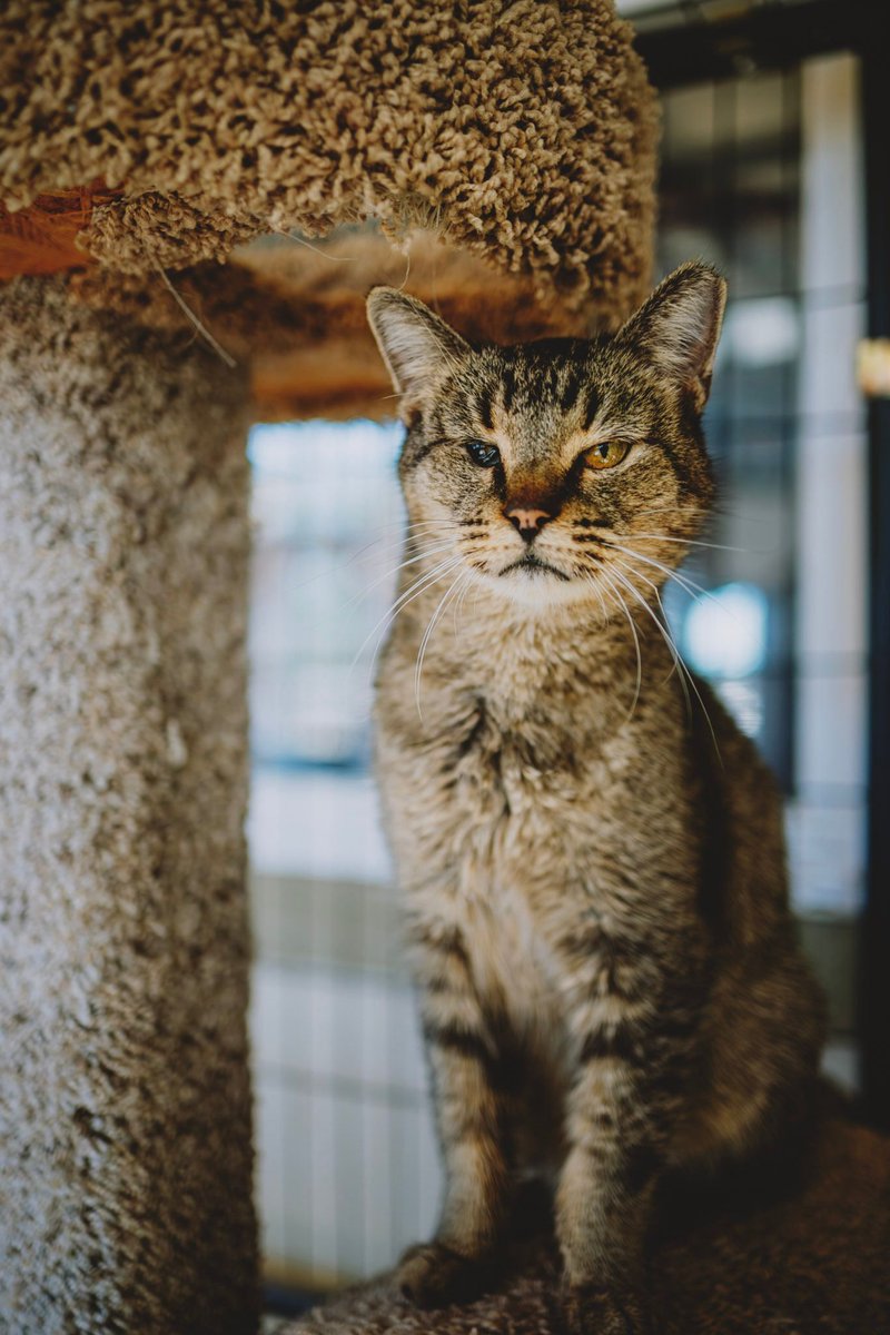 We were devastated to learn that our beloved girl Matti needed to be considered a fospice situation. Luckily, wonderful chief volunteer Sandy stepped up to bring her home this Christmas! 

Send Matti your best wishes!