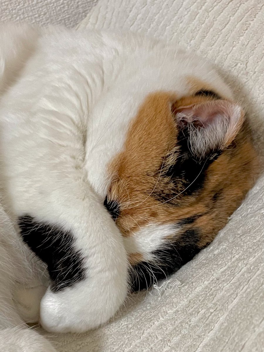 にゃんころもちページ にゃんころもち (@sakura_nyancolo) / Posts / X