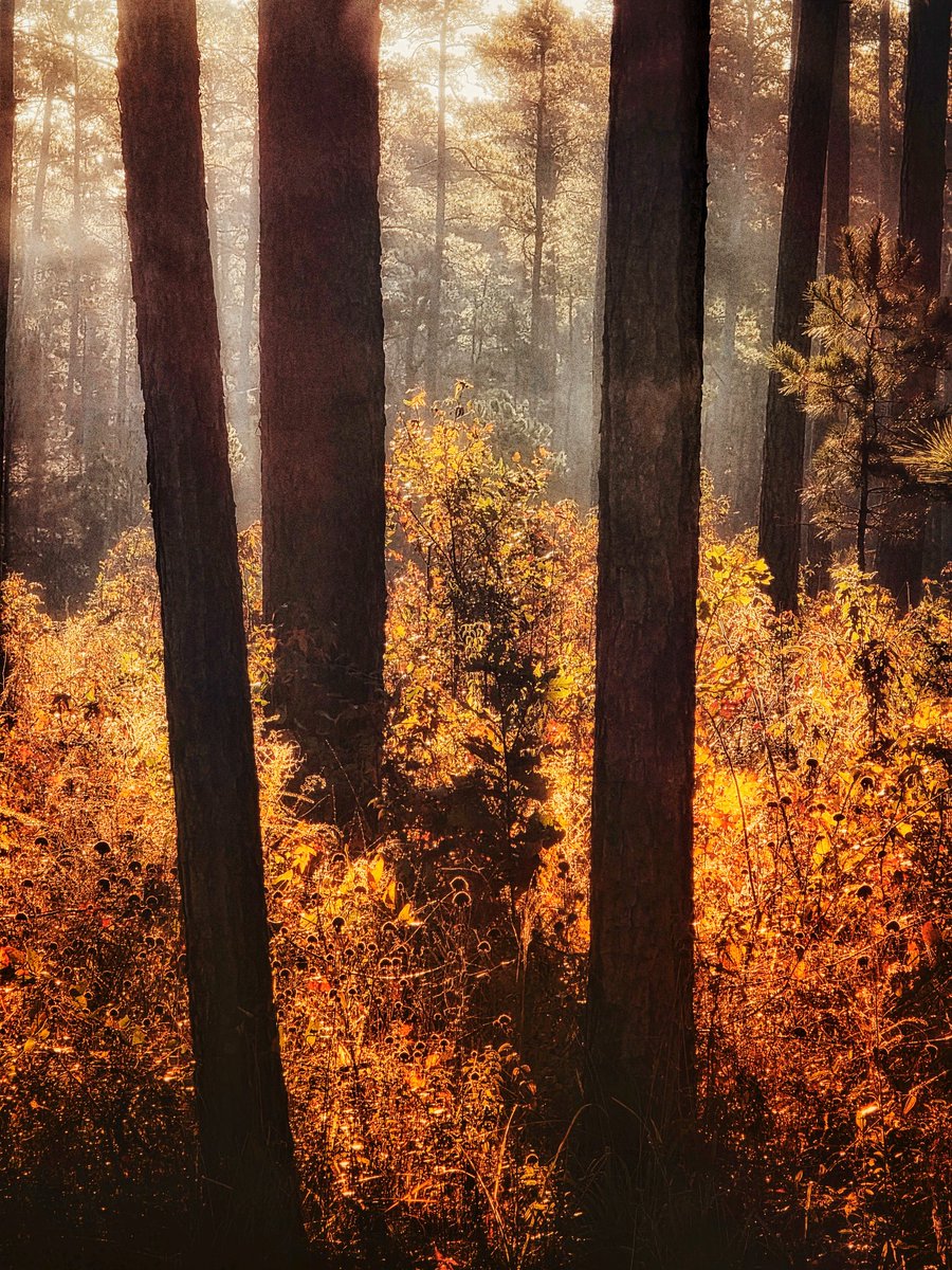 S.A. Franco tweet media