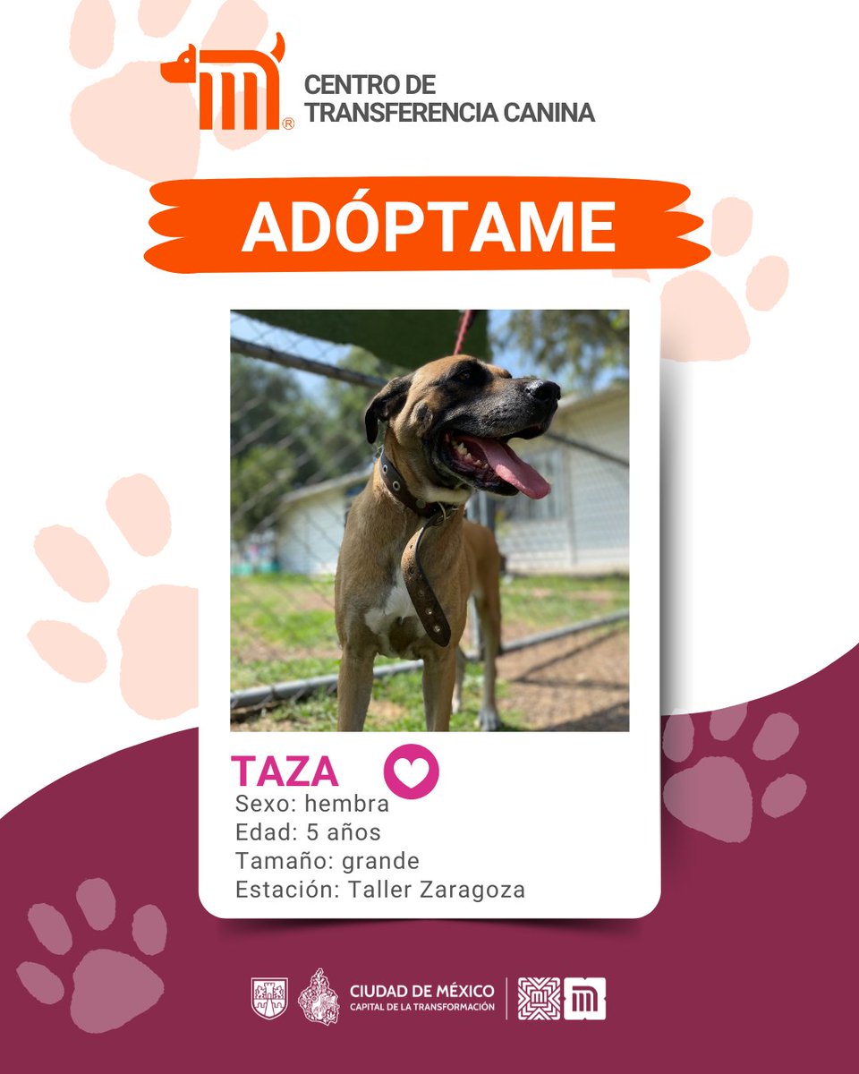ctcdelmetro's tweet photo. ¡Ella es Taza!  🐶💕
Tiene 5 años, es cariñosa, tranquila y llena de energía para compartir con su nueva familia. ¿Te animas a darle una segunda oportunidad? 

Si estás interesado en adoptarla, consulta los detalles en: https://t.co/dZxEmnXpyy #AdoptaMetro https://t.co/5MrCZvNN37