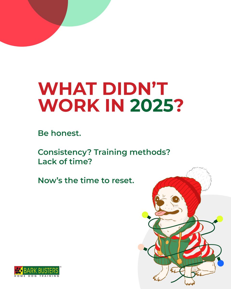 BarkArlington's tweet image. POV: Holidays are easier when your dog knows the rules 🎁

Peaceful homes start with clear guidance.

#barkbusters #calmdogs #holidaytraining