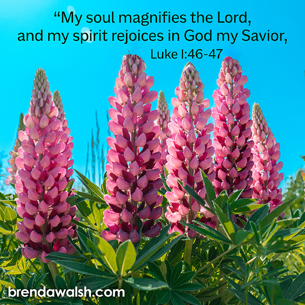 brendakwalsh's tweet photo. Today's Daily Scripture Picture: Radiant Praise
Luke 1:46-47 – “My soul magnifies the Lord, and my spirit rejoices in God my Savior.”

#scripture #bibleverse #verseoftheday #radiant #exalt #praise #magnificent #spirit #soul #rejoice #Savior #worship #faith #journey #proclaim #God https://t.co/UJdkYdue0b