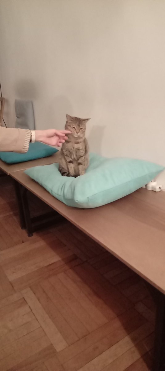 KSferon's tweet photo. Сегодня я изменял #каскадким 😁 с другими котиками. В общем в #lettersandnumbers сегодня праздник- была годовщина открытия и меня позвали😍.
И там были котики за которыми ухаживают и заботятся. Прям сладкие булки, но каскадкие слаще 😊. https://t.co/pf1KNmoVh2