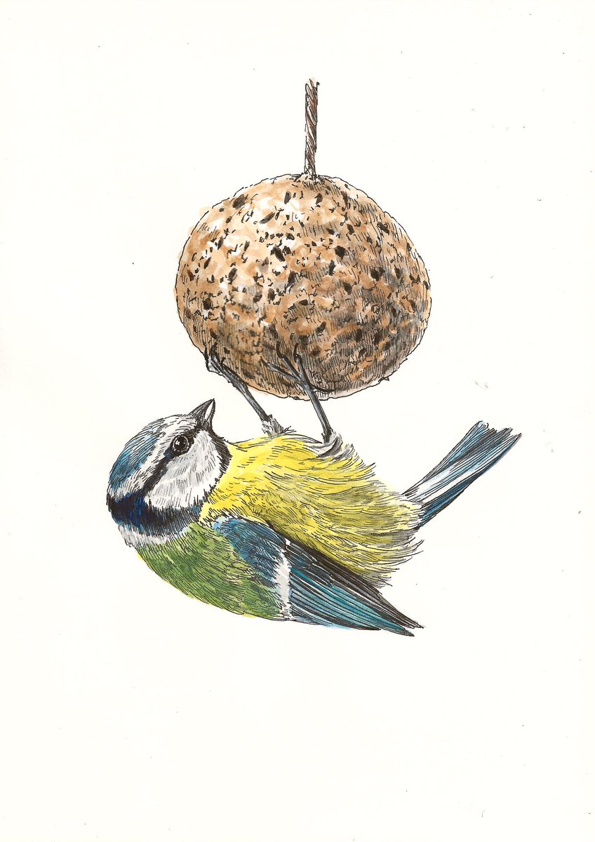 De tiende heeft ook kleur. Dat is een pimpelmees. Die hangt weer ondersteboven aan de kerstballen. 

‘Tuinjolijt’
29,7 x 21 cm
Inkt en aquarel op papier

Delen is lief