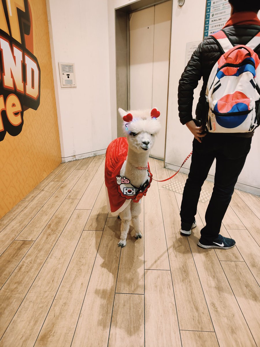 今日帰国します😭
今回も、目的はたせず😭
でも、何か不思議と一つだけ出会いがあるのです！
今回は、アルパカさんに出逢えました！
本当に運が良かったなかなか出会え無いとおもいますが
可愛い💓
