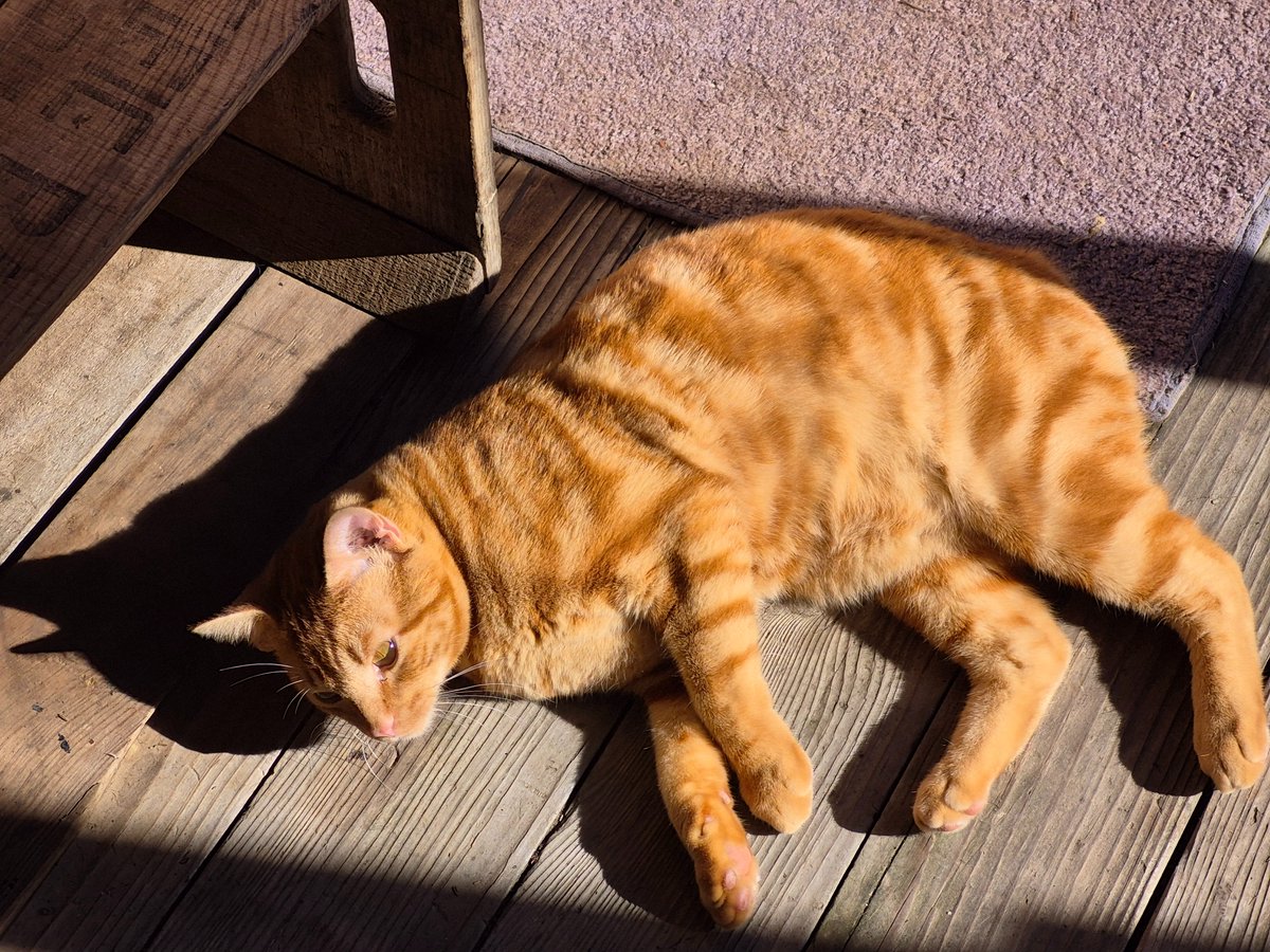 Born To Lose (AKA That Damn Weasel) tweet media