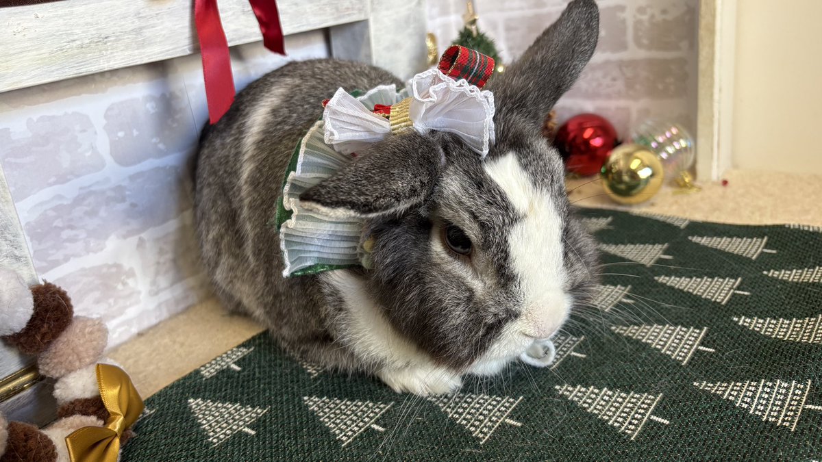 あずりん🍓🧸公式ファンダイニング🍖 (@azurin0821) / Posts / X